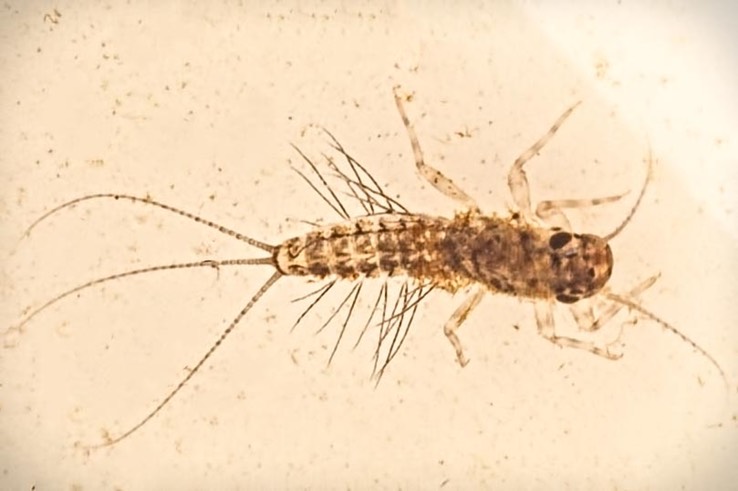 Pronggilled mayfly (Paraleptophlebia sp.)