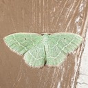 7029 Cypress Emerald Moth (Nemoria elfa)