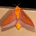 7723 Southern Pink-striped Oakworm Moth  (Anisota virginiensis pellucida)