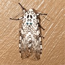 8146 Giant Leopard Moth (Hypercompe scribonia)