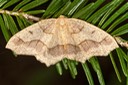 6888 Hemlock Looper (Lambdina fiscellaria)