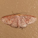 7173 Leptostales pannaria - Pannaria Wave Moth