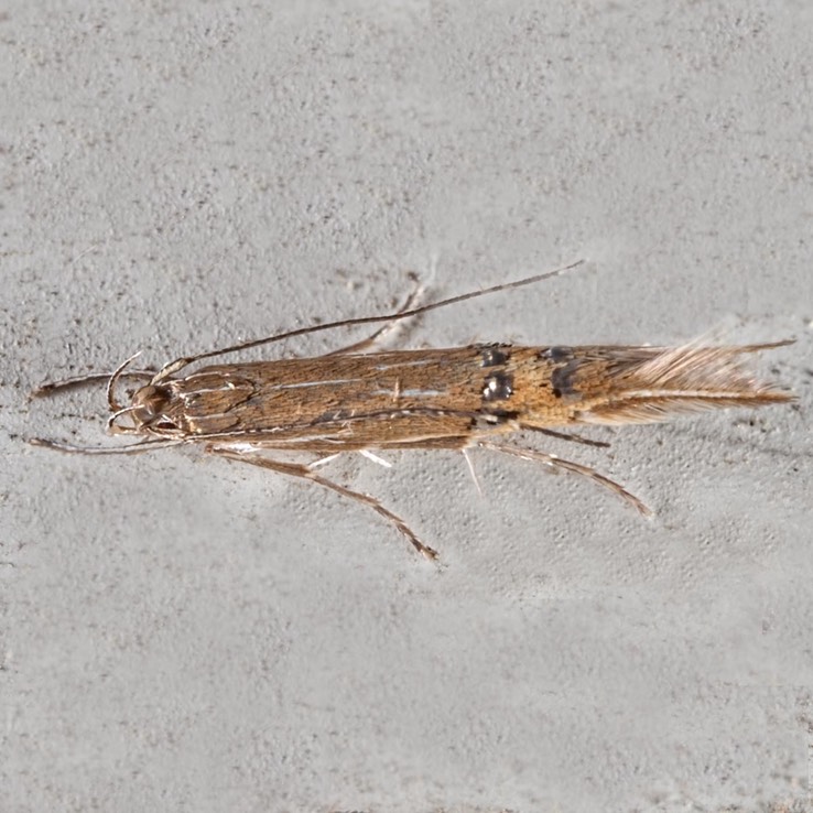 1496 (Cosmopterix fernaldella)