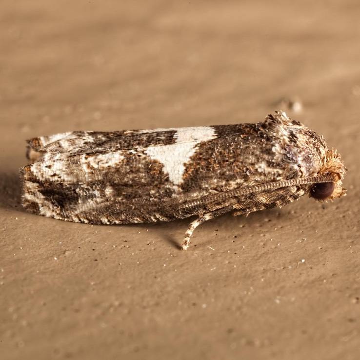 3202  Bidens Borer (Epiblema otiosana)