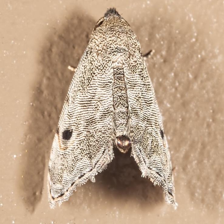 8437 (Abablemma brimleyana)