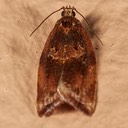 3606  Pondapple Leafroller Moth (Argyrotaenia amatana)  female