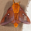 7723 Southern Pink-striped Oakworm Moth  (Anisota virginiensis pellucida) male