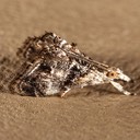 4890 (Dicymolomia metalophota)