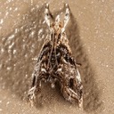 4890 (Dicymolomia metalophota)