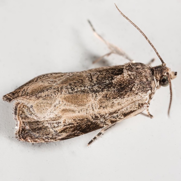 2787 Bunchberry Leafroller Moth (Olethreutes connectum)