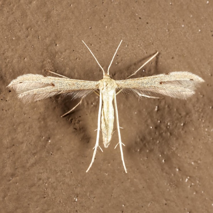 6155.1 (Adaina simplicius) or 6155 (A. bipunctatus)