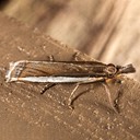 5369 Large-striped Grass-veneer Moth (Crambus quinquareatus)