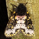 10640 Spanish Moth (Xanthopastis regnatrix)