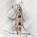 0774 Balsam Poplar Leaf Blotch Miner Moth (Phyllonorycter nipigon)