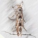0774 Balsam Poplar Leaf Blotch Miner Moth (Phyllonorycter nipigon)