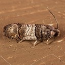 3423 Larisa subsolana