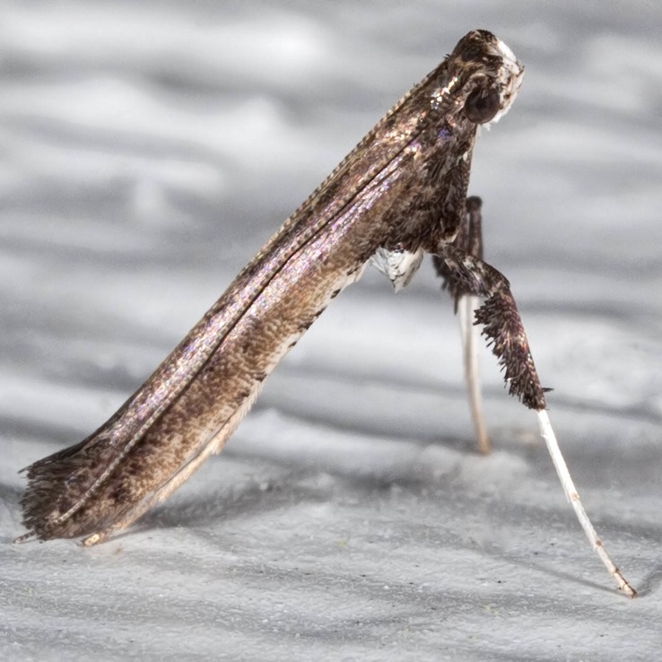 0630 – Caloptilia rhoifoliella – Sumac Leafblotch Miner Moth???