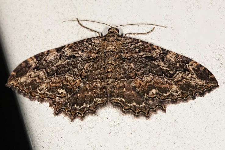 7290 Barberry Geometer - Coryphista meadii