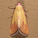 8480 Ernestine's Moth - Phytometra ernestinana