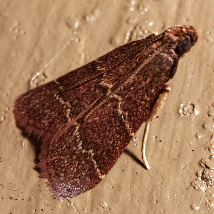 5574 Heliades mulleolella