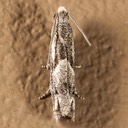 3172  Ragweed Borer - Epiblema strenuana 