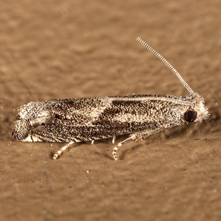 3172  Ragweed Borer - Epiblema strenuana 