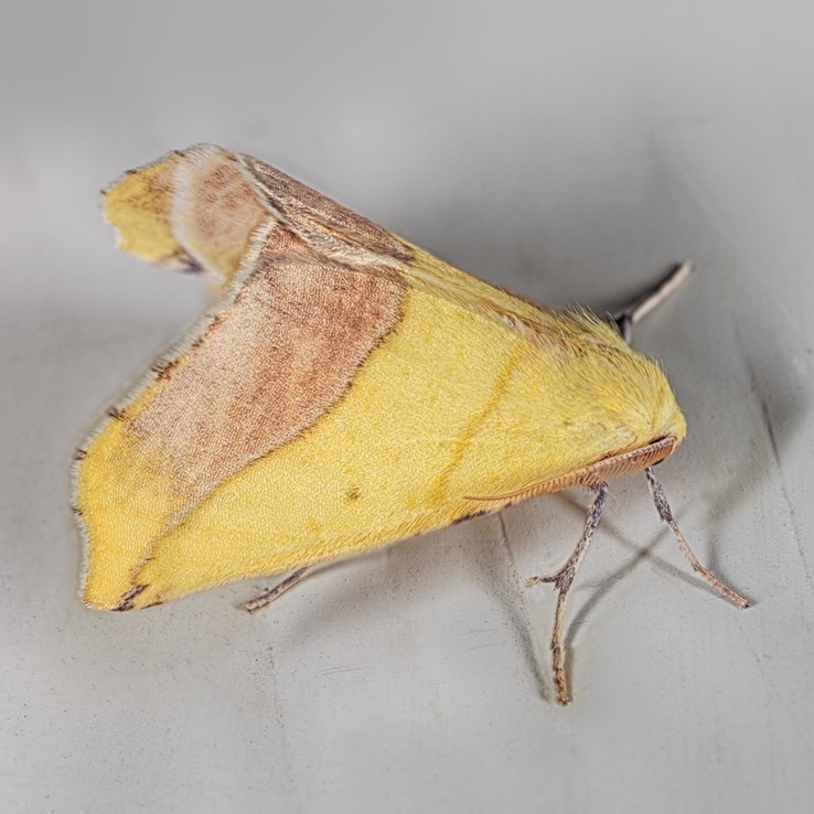 6912 Sharp-lined Yellow Moth (Sicya macularia)