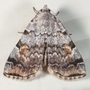 American Idia (8322 - Idia americalis)