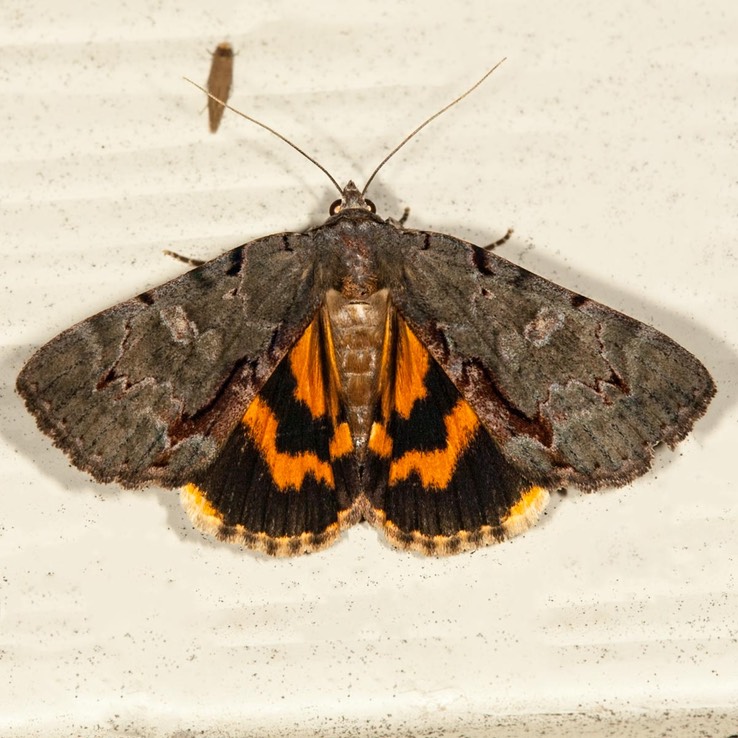 8864 Woody Underwing (Catocala grynea)