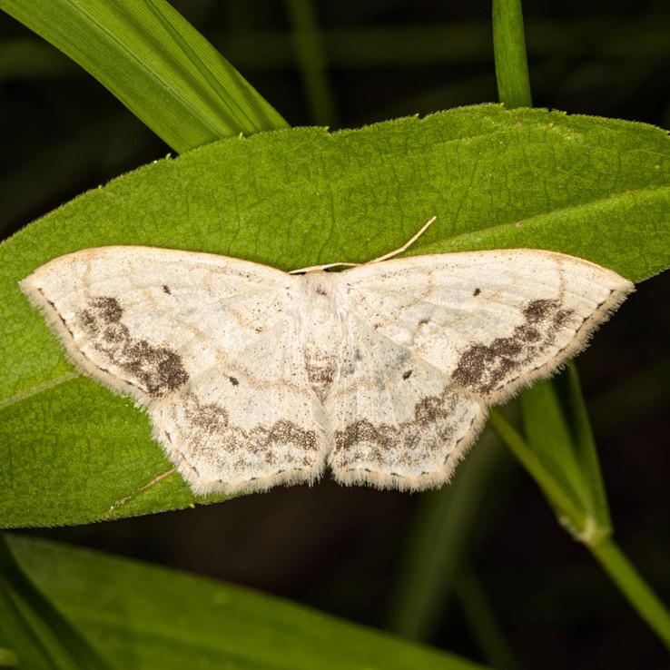 7159 Large Lace-border Moth (Scopula limboundata)