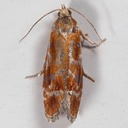 2867 European Pine Shoot Moth (Rhyacionia buoliana)