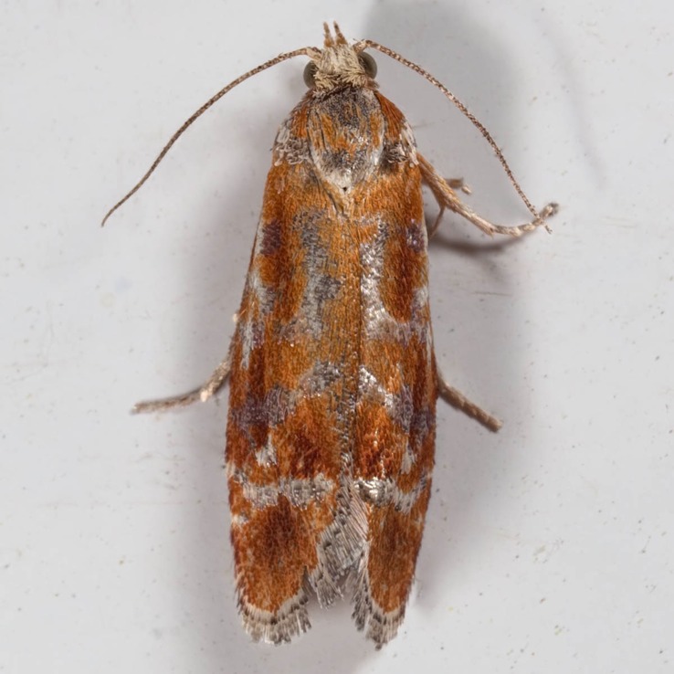 2867 European Pine Shoot Moth (Rhyacionia buoliana)