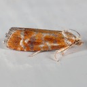 2867 European Pine Shoot Moth (Rhyacionia buoliana)