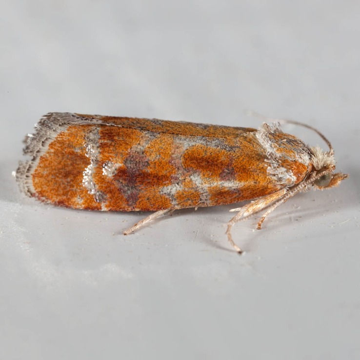 2867 European Pine Shoot Moth (Rhyacionia buoliana)