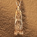 5420 Elegant Grass-veneer - Microcrambus elegans 