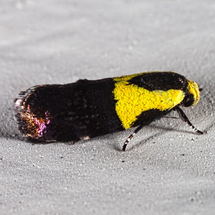 1026 Yellow-vested Moth - Rectiostoma xanthobasis 