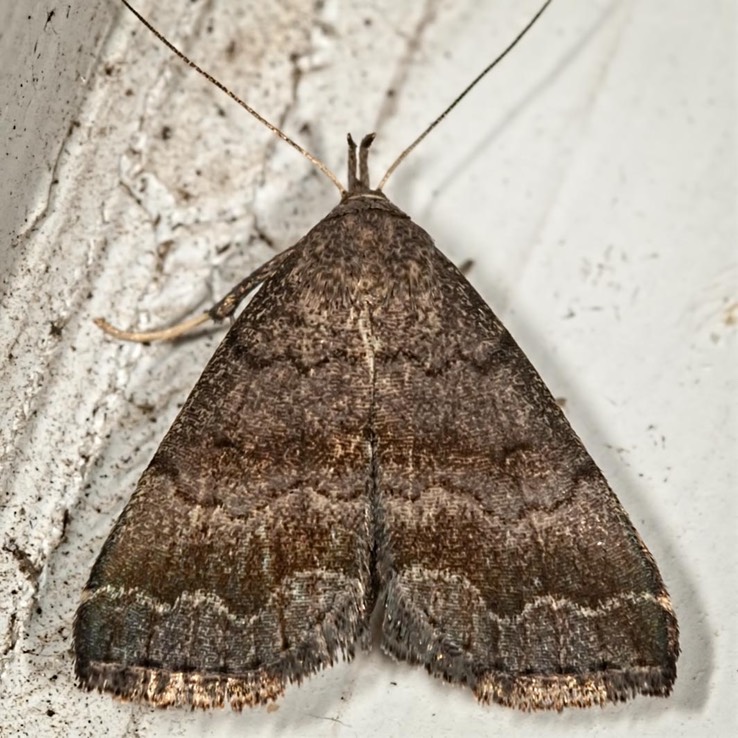 8364 Black-banded Owlet (Phalaenostola larentioides)