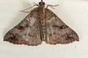 8452 Large Bomolocha Moth (Hypena edictalis)