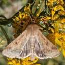 11068 Corn Earworm Moth (Helicoverpa zea)