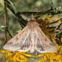 11068 Corn Earworm Moth (Helicoverpa zea)