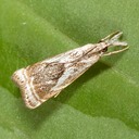 5420 Elegant Grass-veneer Moth (Microcrambus elegans)