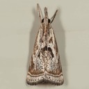 5420 Elegant Grass-veneer Moth (Microcrambus elegans)