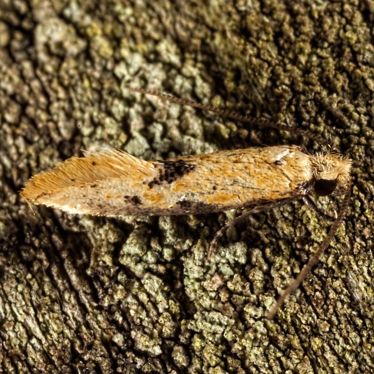 0300 Yellow Wave Moth - Hybroma servulella