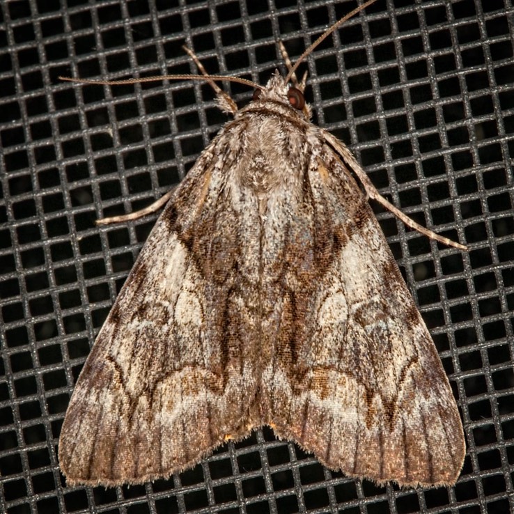 8863 Wonderful Underwing (Catocala mira)