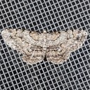 6583 Pale-winged Gray Moth (Iridopsis ephyraria)