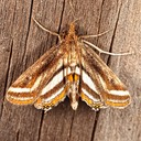 4763 Floating-heart Waterlily Moth - Parapoynx seminealis