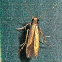 1070 - Stathmopoda elyella