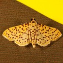 5230 Red-spotted Sweetpotato Moth - Polygrammodes elevata