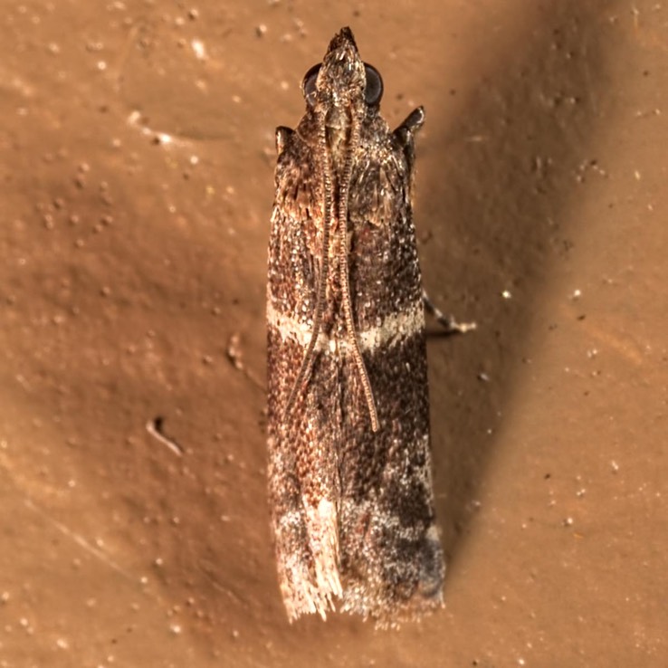 6005 – Darker Moodna Moth – Moodna ostrinella