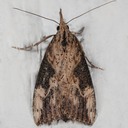 8461 Hop Vine Moth (Hypena humuli)